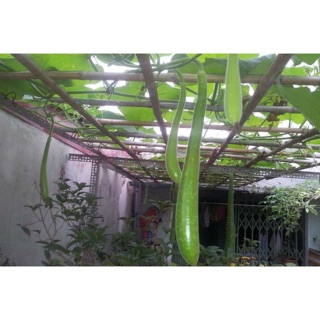 Hạt giống Bầu sao trái dài ☘️