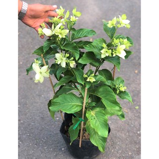 Chậu cây hoa Bướm Bạc