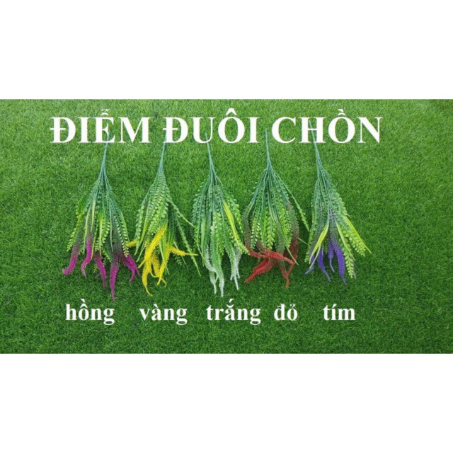 ĐIỂM ĐUÔI CHỒN