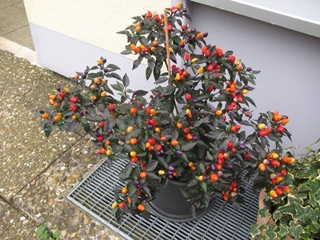 Hạt giống ớt cherry ngũ sắc Buni(50-70 hạt)