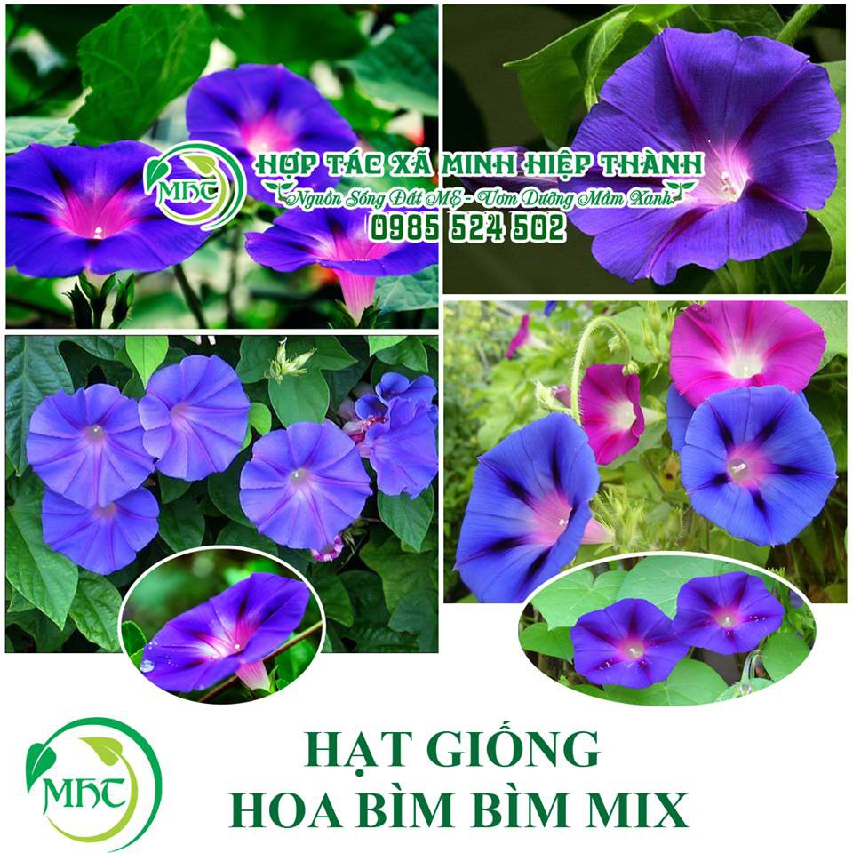Hạt giống hoa bìm bìm