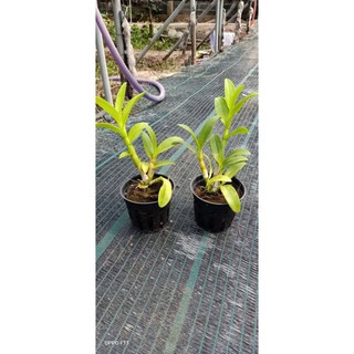 Hoa lan denro đột biến 3 lưỡi đỏ
