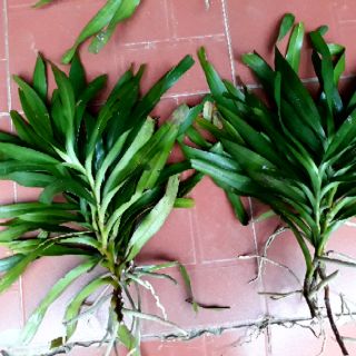 Quế tháng 4 (tam bảo sắc)
