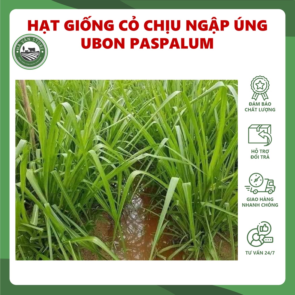 Hạt giống cỏ Ubon Paspalum chịu ngập rất tốt - Hà Vân Store