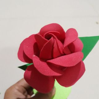 Hoa hồng khóm đơn