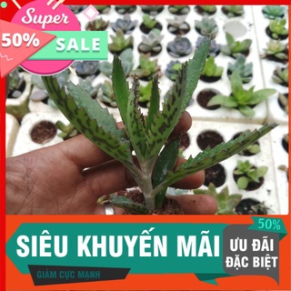 Sen đá thằn lằn vĩ