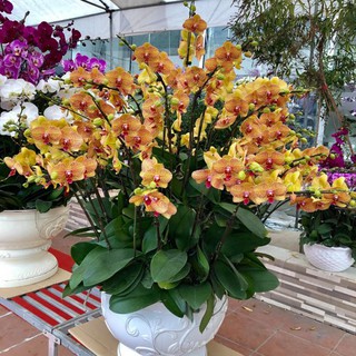 Hồ điệp hoa đại có ngồng