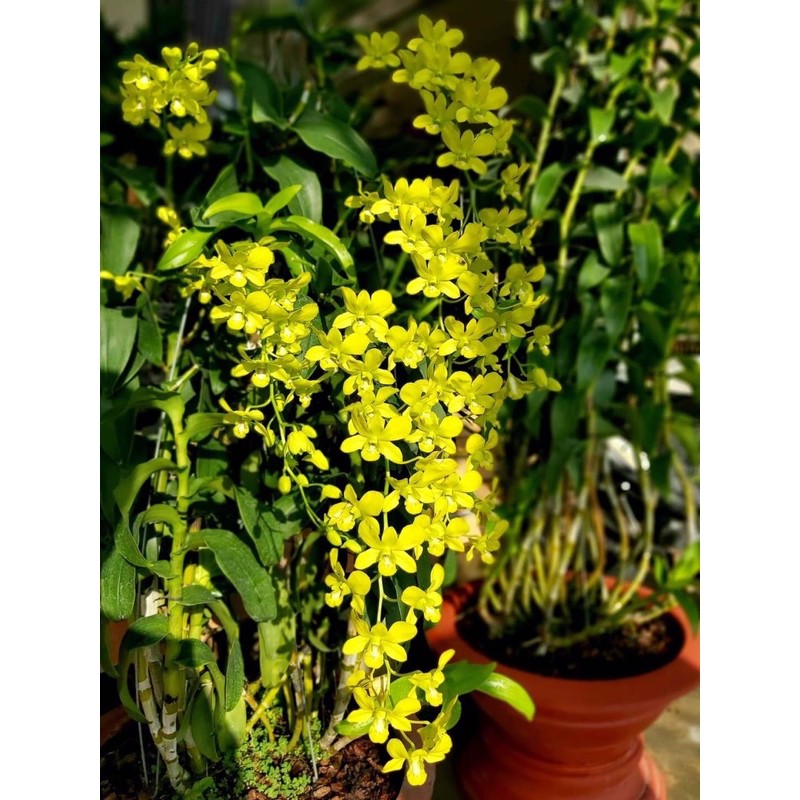 DENRO VÀNG CHANH | XANH CỐM HUYỀN THOẠI HÀNG SẴN NỤ