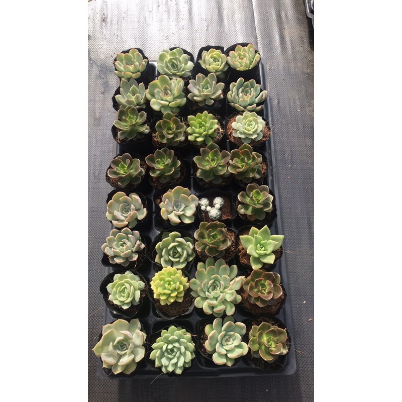 Combo 100 bầu sen đá