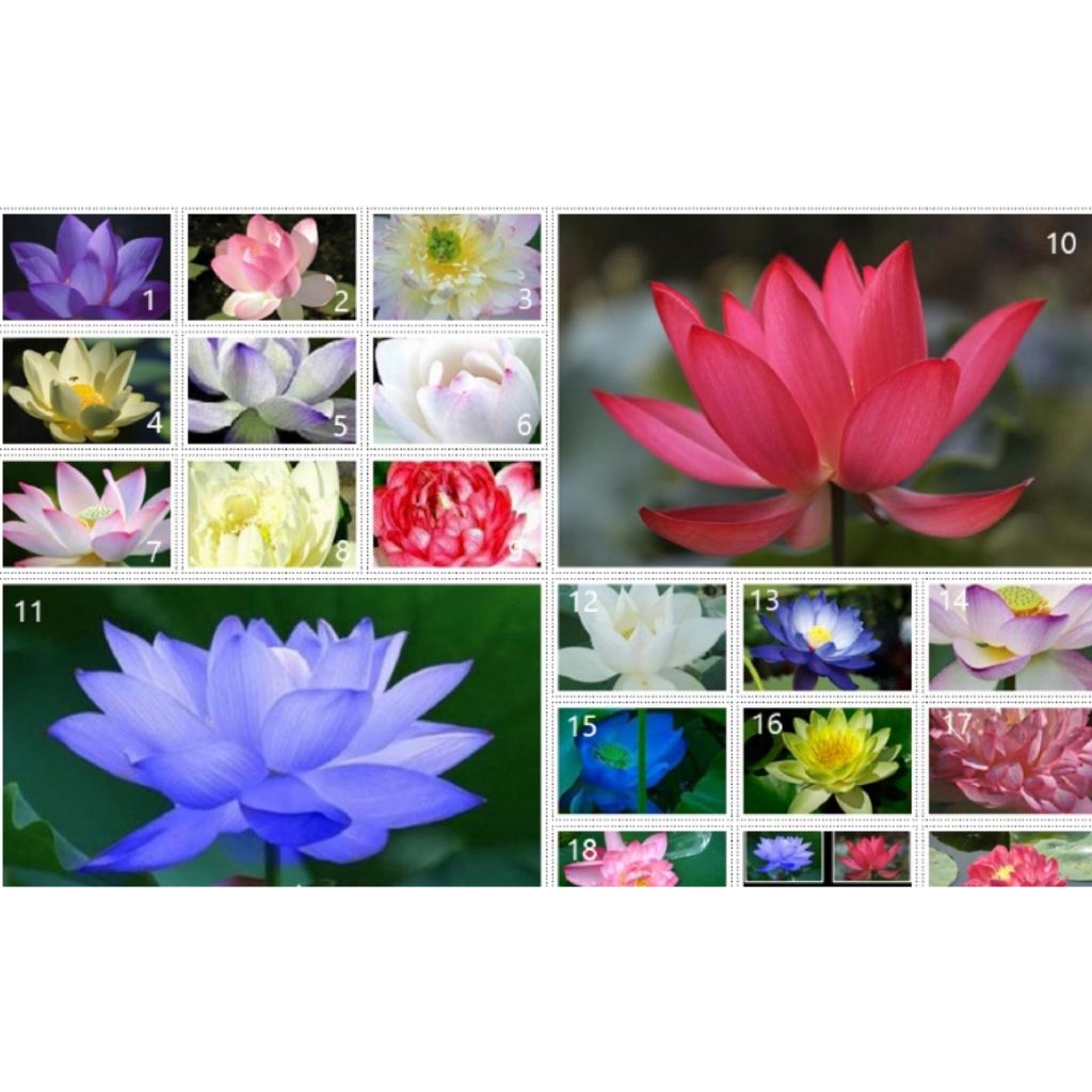 Hạt giống hoa sen Nhật