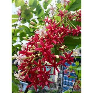 Cây hoa sử quân tử/ trang leo cánh kép - Hoa đẹp trang trí sân vườn- Decor- Hoa kiểng TH farm