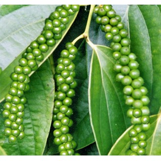 1kg hạt tiêu đen ĐẮK LẮK