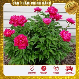 Hạt Giống Hoa Mẫu Đơn Kép Mix ( Gói 05 Hạt)