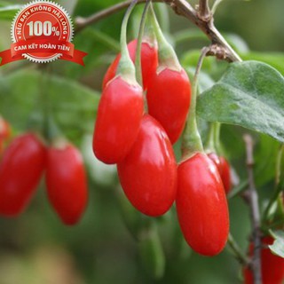 200g Trà ký tử - Câu kỷ tử - trà kỳ tử