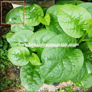 10GR - HẠT GIỐNG RAU MỒNG TƠI Hạt Giống Nông Trại Xanh