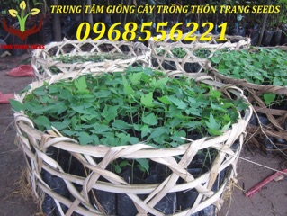Cây giống Đu đủ