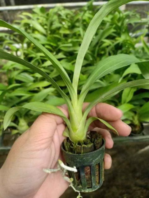 Lan thiên Nga cam cây giống