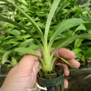 Thiên Nga hồng cây giống