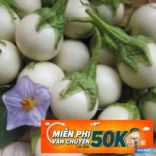 0.5g Hạt giống Cà pháo trắng (tặng gói kích nẩy mầm và hướng dẫn) LuckyseadTG