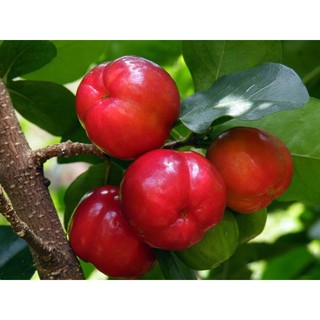 cây giống sơ ri