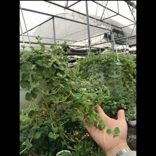 Chậu treo vảy rồng , kim tiền thảo xanh mướt rủ dài dễ chăm giá chỉ 50k