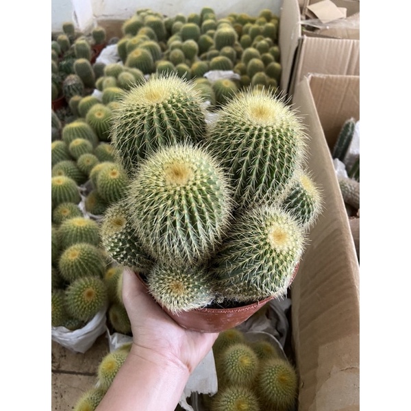 Xương rồng nhím chùm