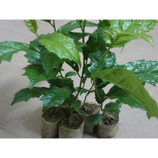 Cây xạ đen