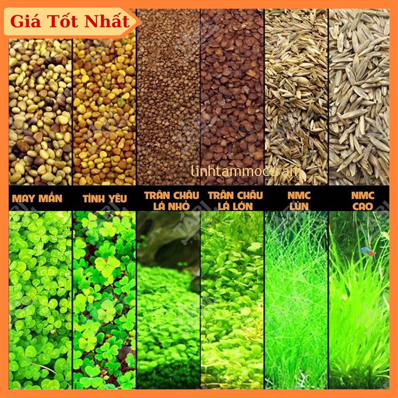 Hạt Giống Thuỷ Sinh - Cây Trồng Thuỷ Sinh Phụ Kiện Bể Thủy Sinh