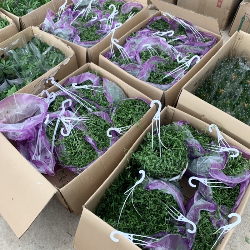 Cây lan hạt dưa trồng chậu treo dài 30-35cm, chậu cây cực dày và xum xuê lá, cây treo tường và trồng trang trí sân vườn