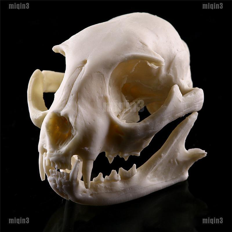 Hộp Sọ Mèo Bằng Nhựa Trang Trí Halloween Chất Lượng Cao