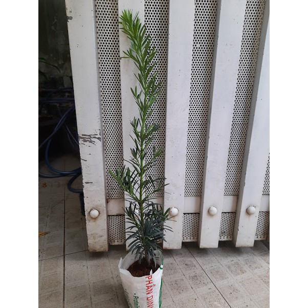 Cây tùng La Hán - chiều cao 60-80cm