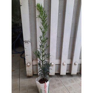 Cây tùng La Hán - chiều cao 60-80cm (FreeShip)