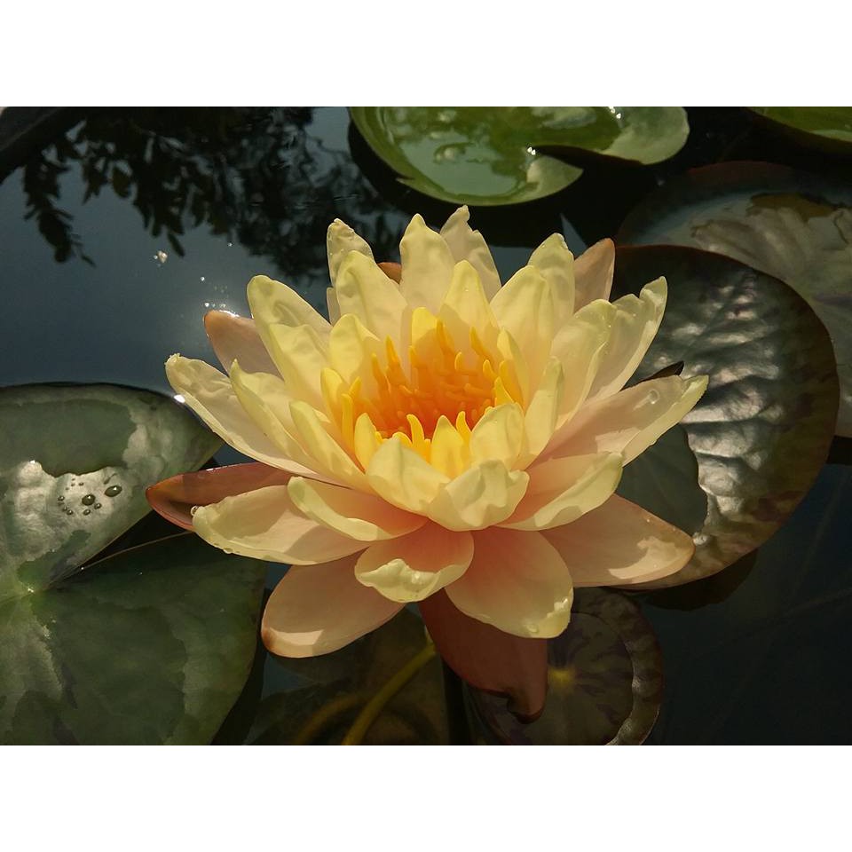 Cây hoa súng thái lan màu vàng cánh sen MangKaLa Ubol - K-01