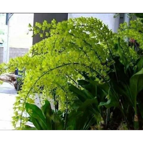 Phong lan vũ nữ hoàng hậu xanh cây to đẹp