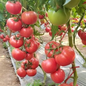 Hạt giống cà chua hồng bột khổng lồ. Hàng Nga. 20 hạt/gói
