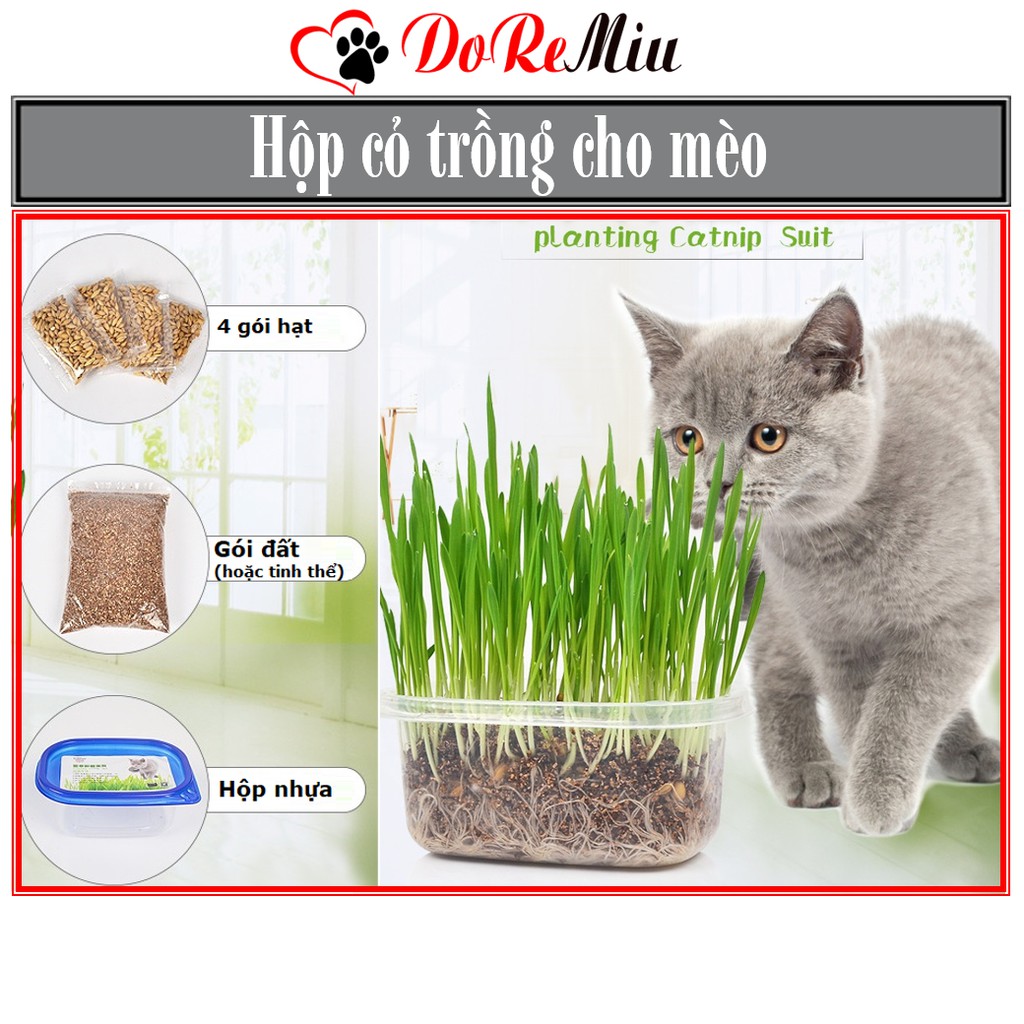 Doremiu- Hộp 4 gói cỏ mèo - Combo hạt giống cỏ trồng cho mèo gặm