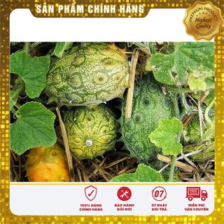 Hạt giống Dưa Sừng ngon+lạ+dễ trồng