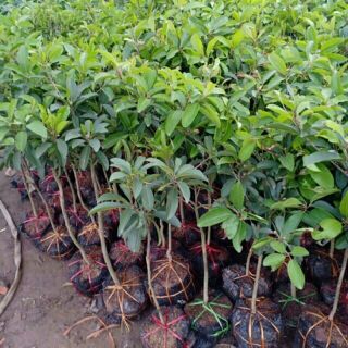 CÂY HỒNG XIÊM XOÀI CÂY NHỚ SẮP CHO QUẢ(cây to,bầu to) tặng 1tui phân bón