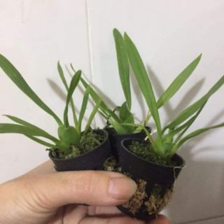 vũ nữ cây giống bao đẹp