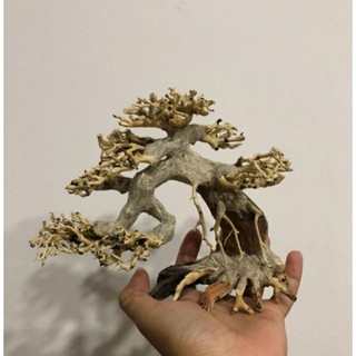 Lũa mini trang trí , bonsai cho hồ cá cảnh 30-40cm