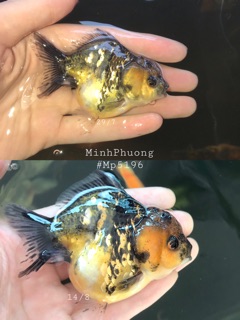 [LEN Goldfish] Cám Bufalo’s House