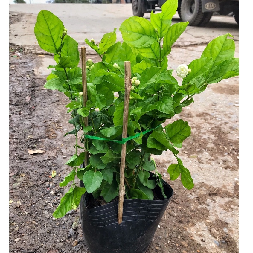 Cây hoa nhài ta - cây lài ta cao 25cm, cây hoa nở quanh năm, cây hoa cảnh trang trí sân vườn, ban công decor quán cafe