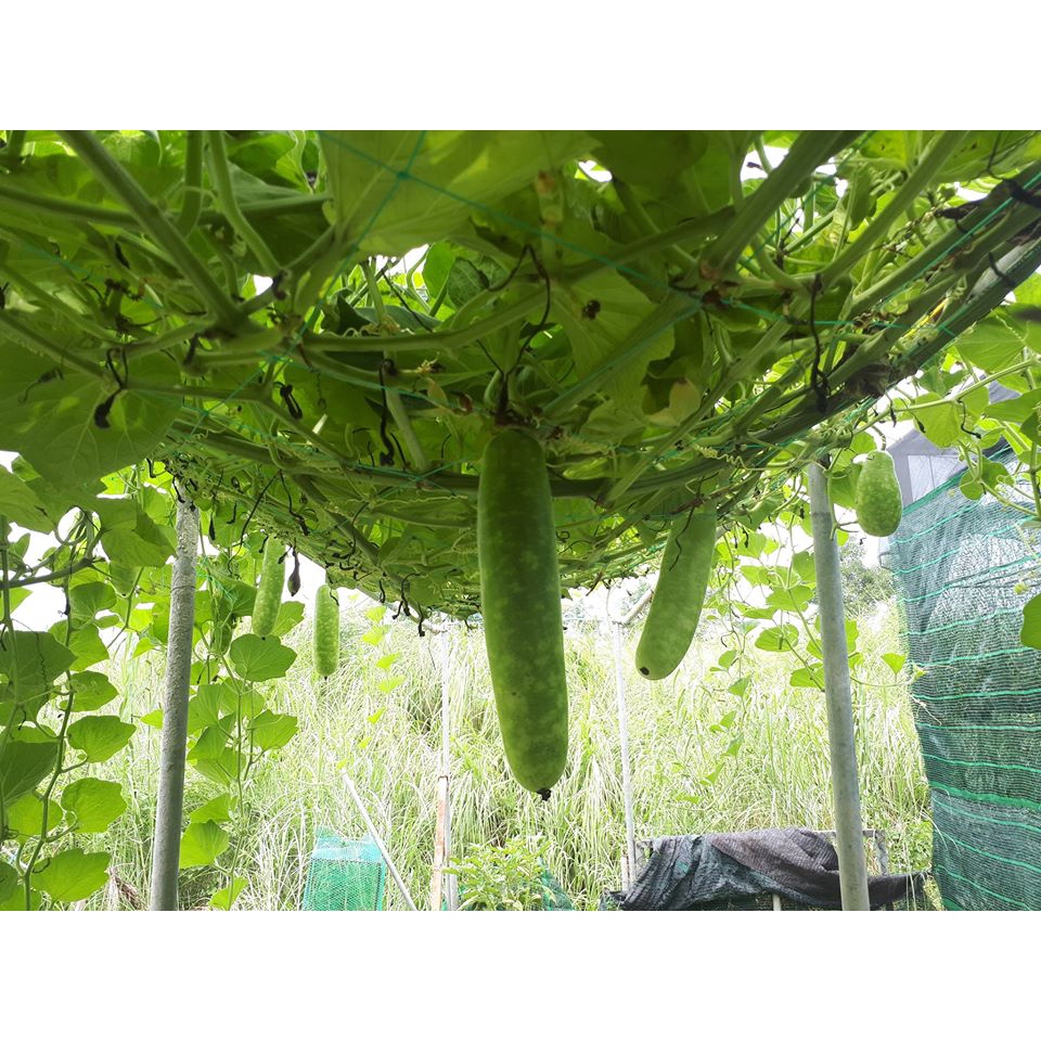 [Bán sỉ] - Hạt giống bầu sao trái dài  F1