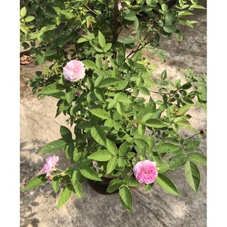 combo 5 cây hoa hồng