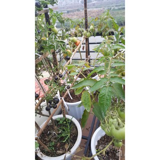 Combo 2 Gói Hạt Giống Cà Chua Đen