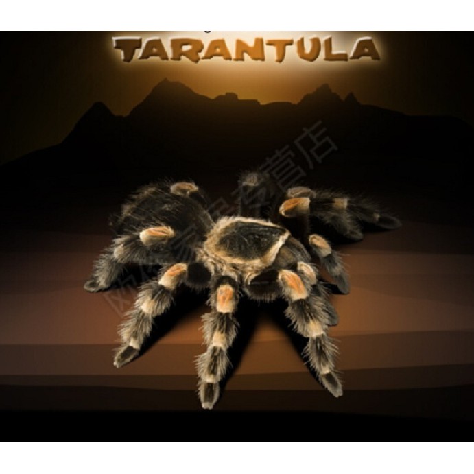 Ảo thuật nhẫn bay tarantula mẫu mới pin sài lâu (tặng Clip hướng dẫn)