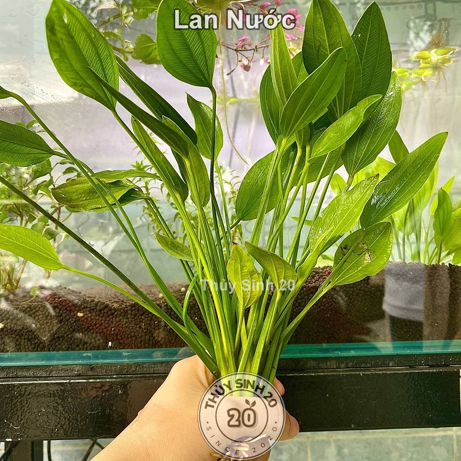 Cây Lan Nước ( Bách Thủy Tiên ) Size lớn [chỉ ship tỉnh phía Nam]