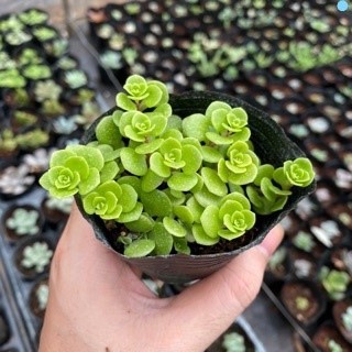 🌵FREESHIP🌵SEN ĐÁ SEDUM VẢY CÁ