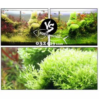 CO2 dạng viên sủi hãng SUNSUN