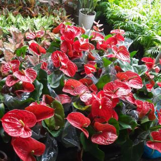 Cây Hồng Môn